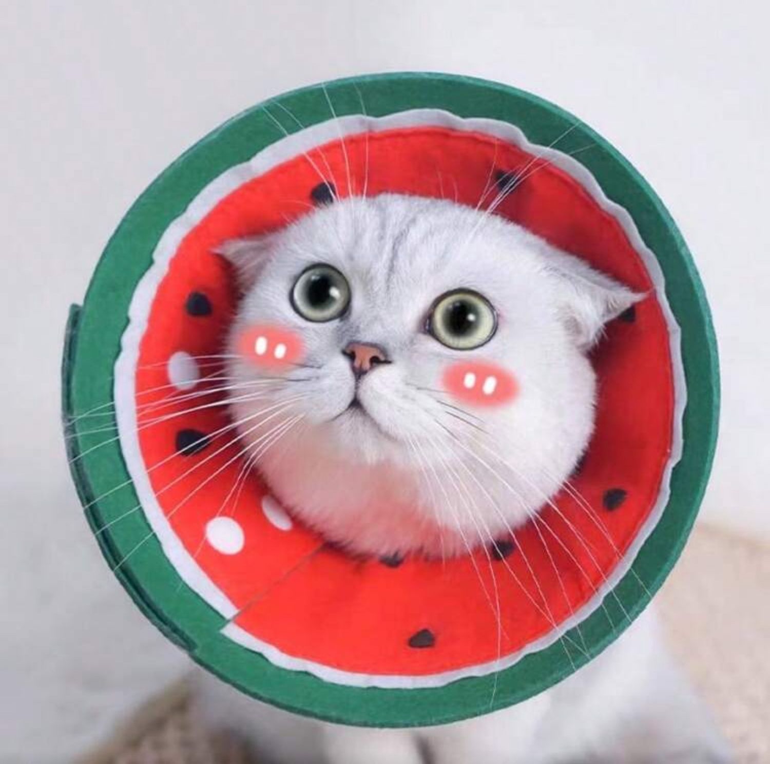 Anti-Bite Neck Collar and Protective Cone -2 in 1, Style: Watermelon-M