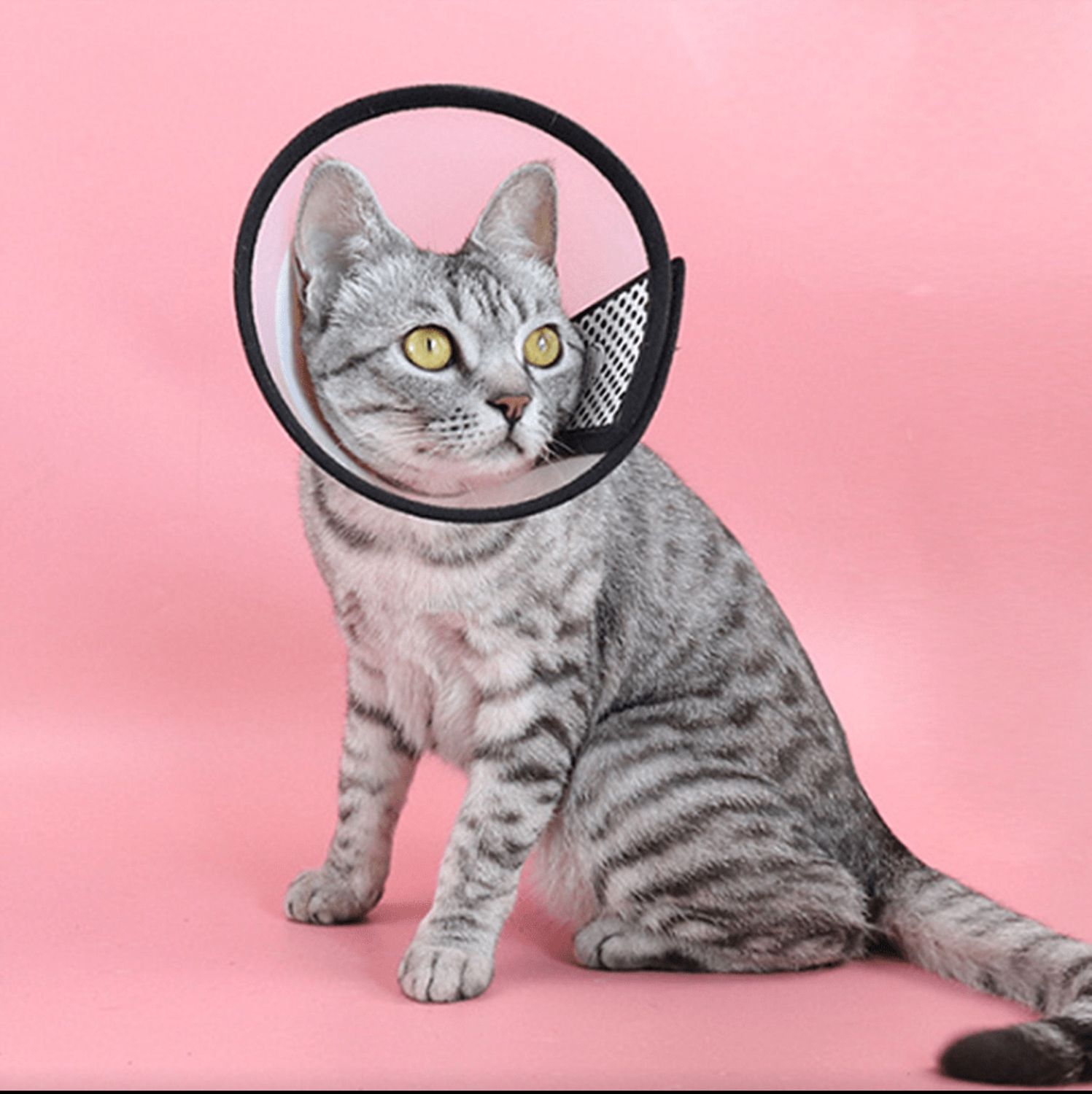 Pet Recovery / Surgery Cone - Transparent Head Cover, Size: Small