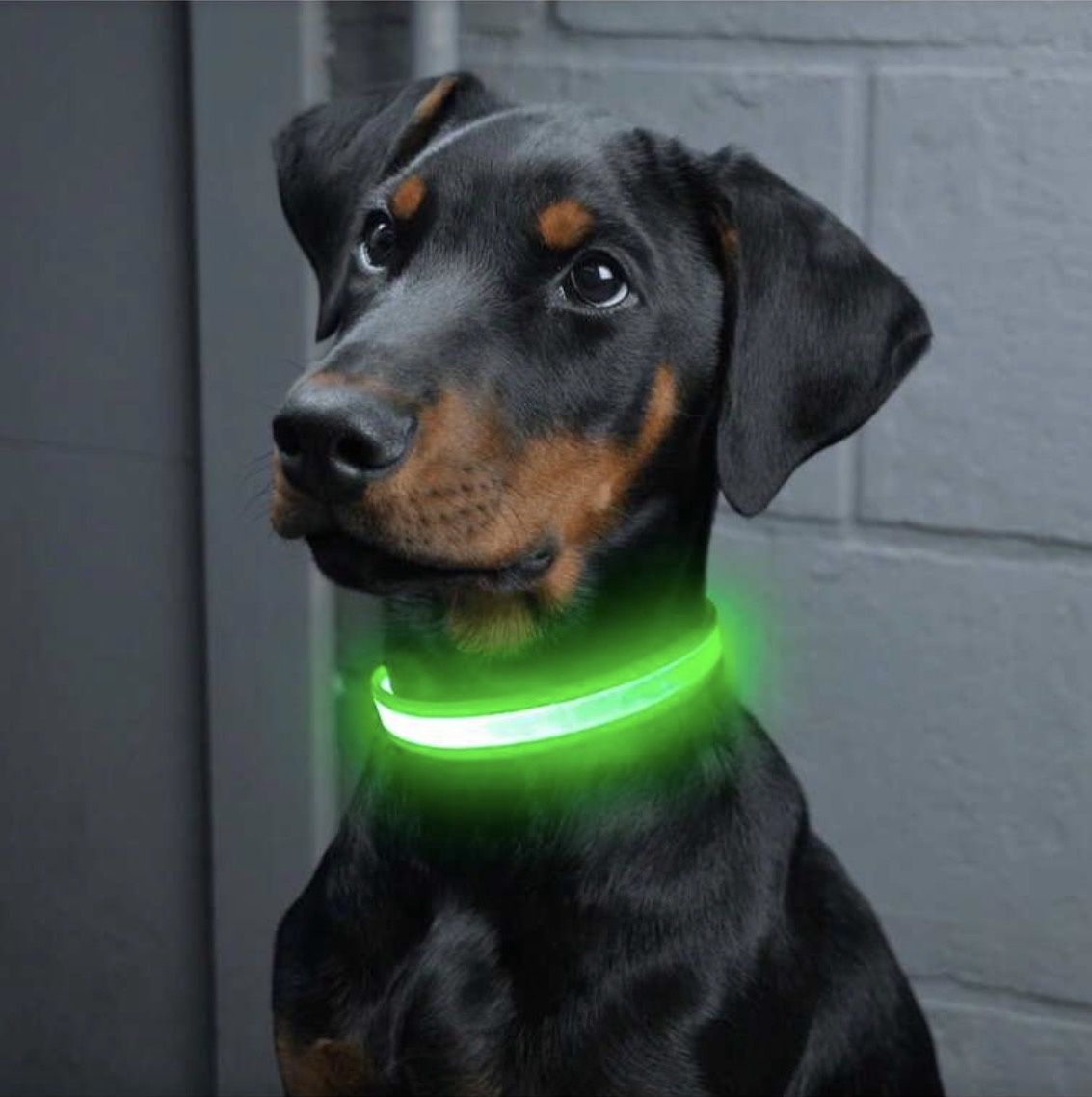 Led Dog Luminous Collar in 3 modes with USB rechargeable cable, Size: Green-Small 40cm