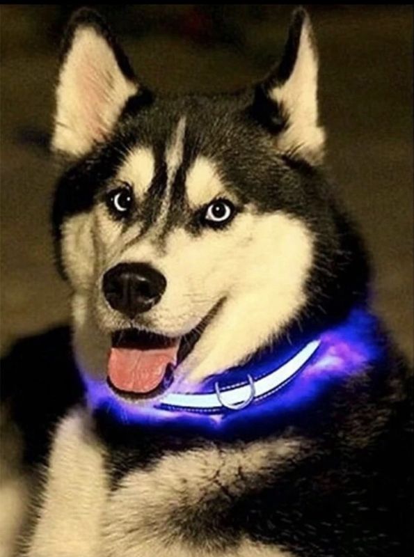 Bright LED Dog Collar with Battery Operated like seatbelt style for Night Time