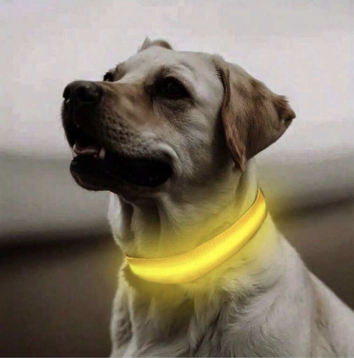 Bright LED Dog Collar with Battery Operated like seatbelt style for Night Time, Colour: Yellow-S