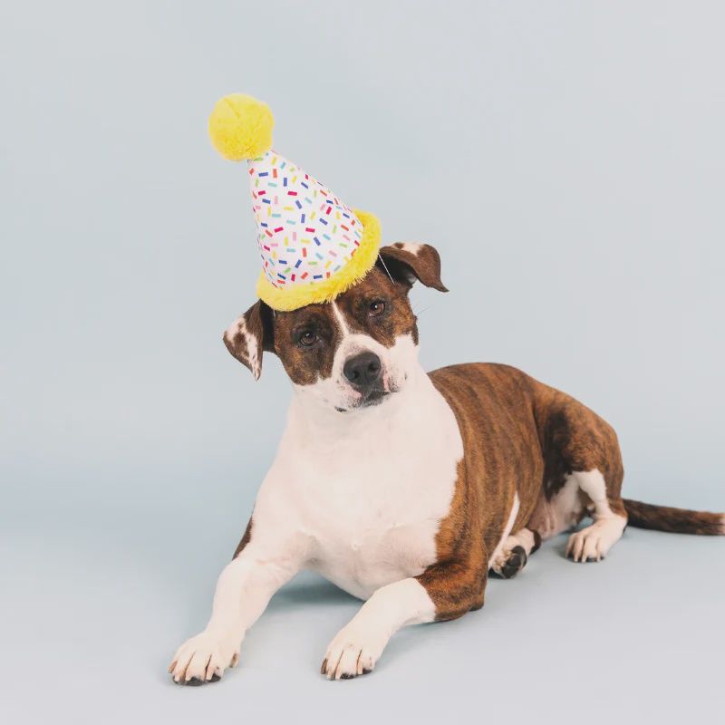 Fringe Studio - Dog Toy Birthday Hat