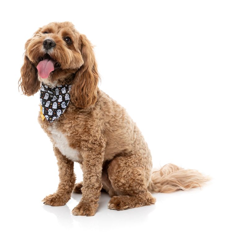 Fuzzyard - Halloween Bandana Peek-A-Boo S/M