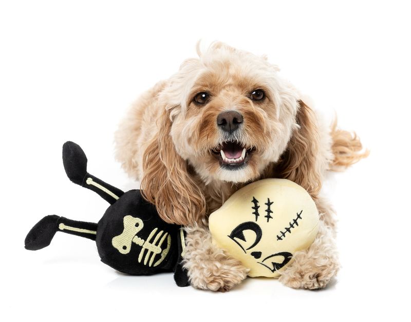 Fuzzyard - Jerry Spinefield Halloween Dog Toy