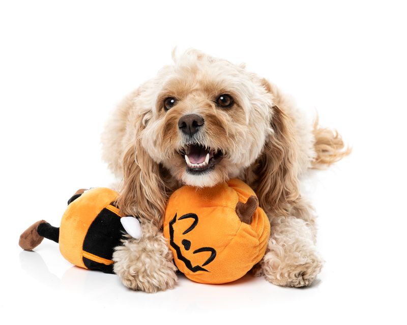 Fuzzyard - Michael Gourdan Halloween Dog Toy