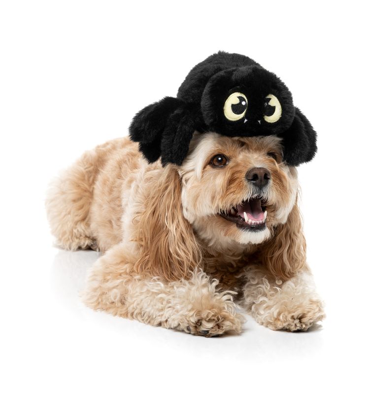 Fuzzyard - Webastian The Redback Halloween Dog Toy