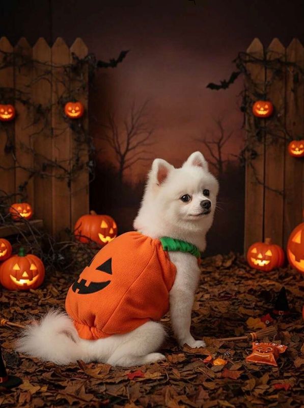 Halloween Pumpkin Vest- Orange Outfit