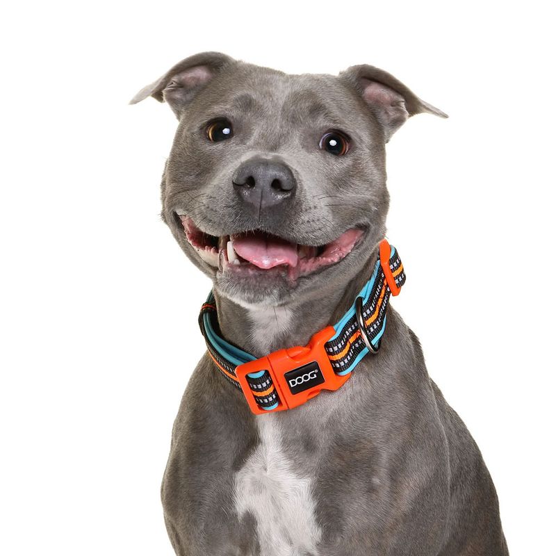 DOOG Neon Dog Collar Orange - Size Small