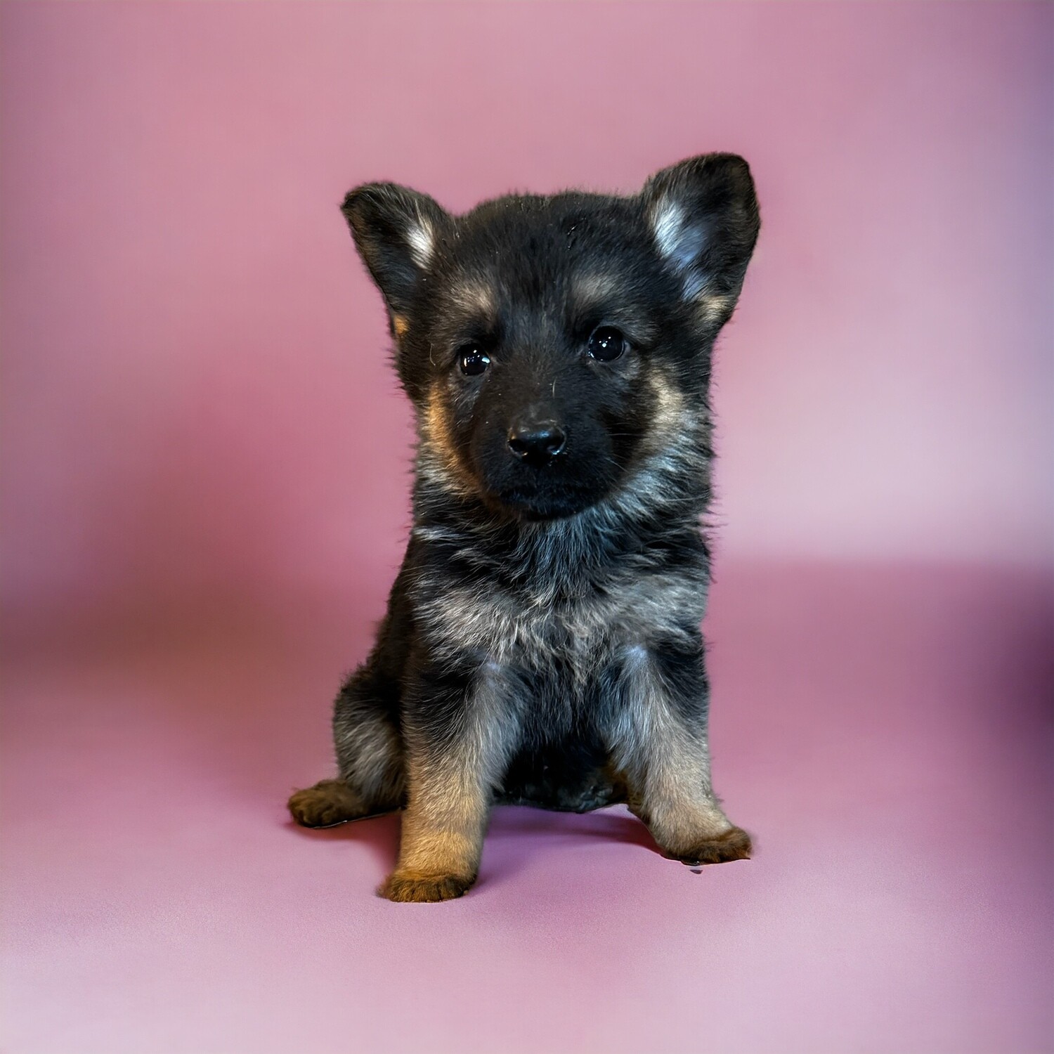 Puppy Purchase without Maine Sales Tax included