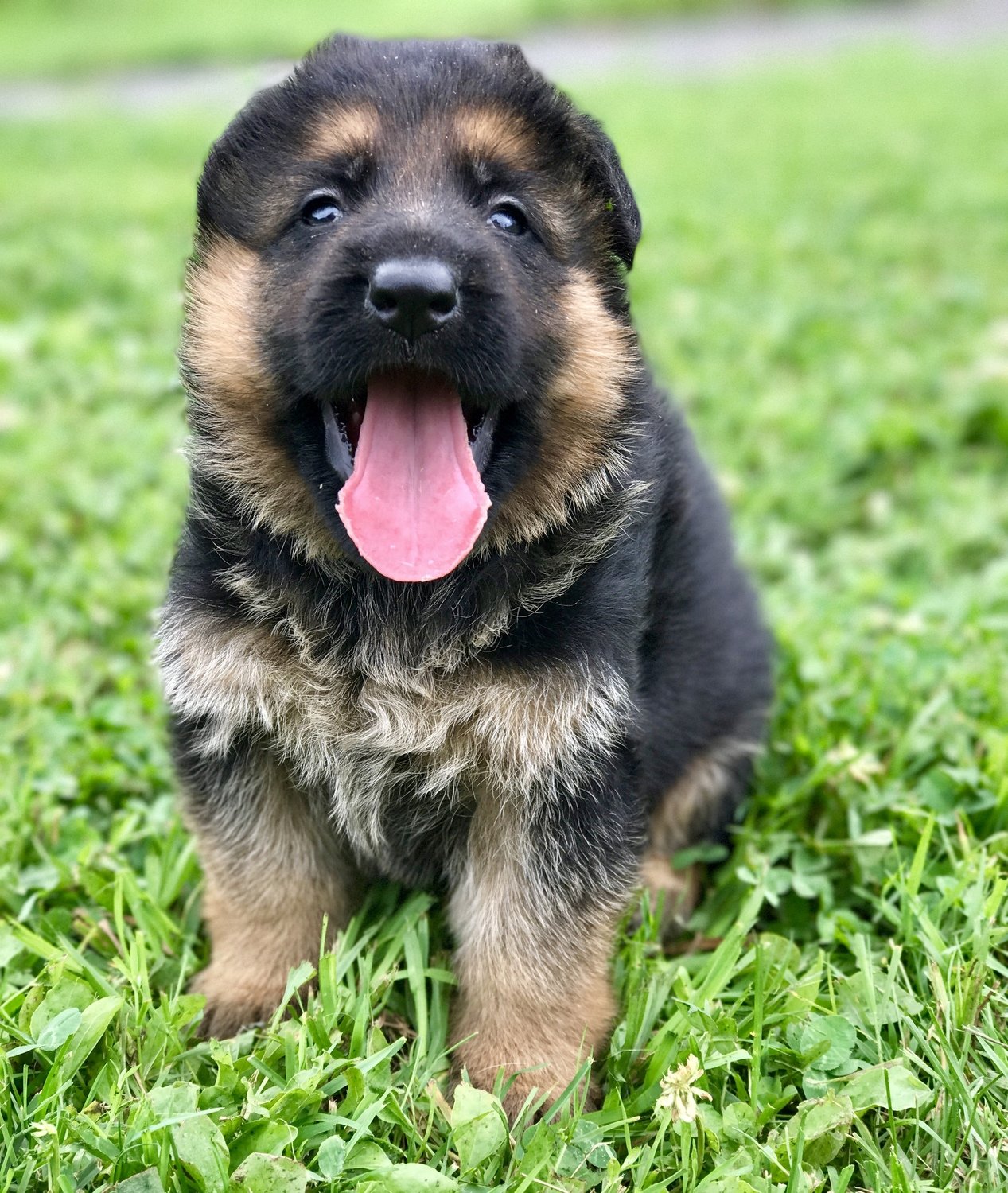 Puppy Deposit Puppy Deposit