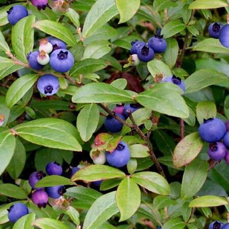 Blueberries on Green