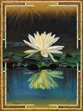 Flowers/Lotus/Nature