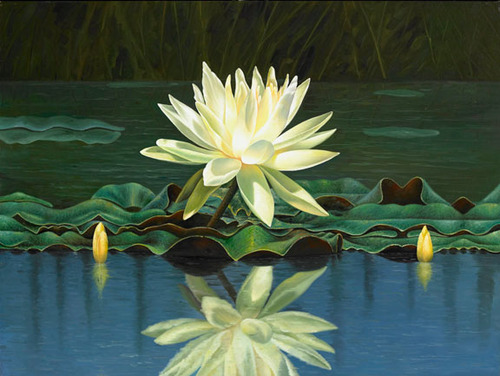 Lotus Pond 2