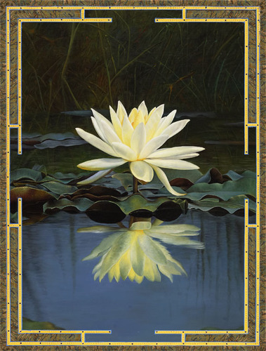 Lotus Reflection