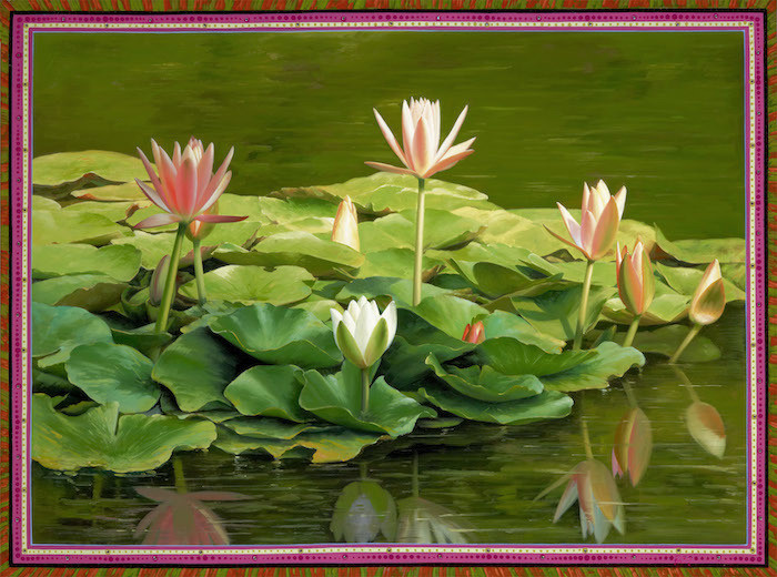 Lotus Family