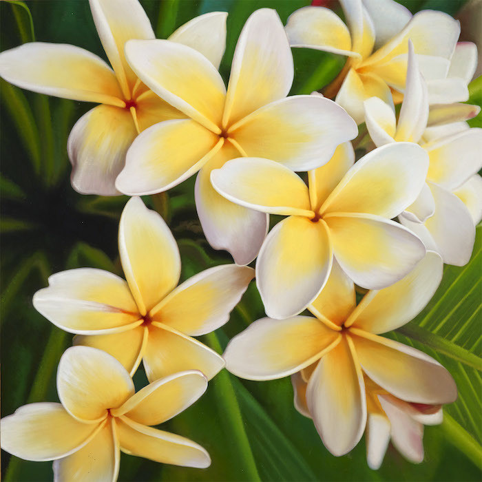 Plumeria