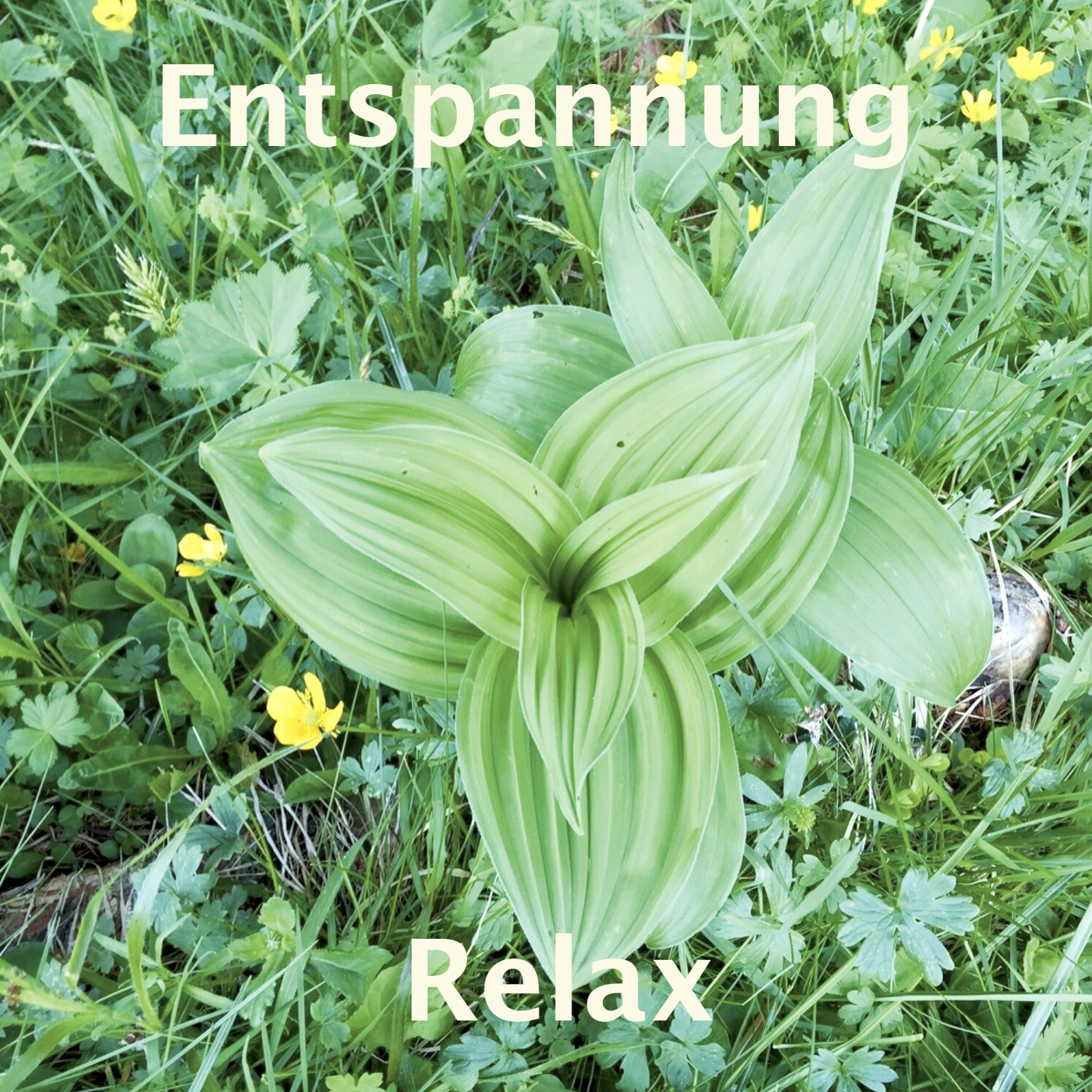 Relax Entspannungs-Übung (CD)