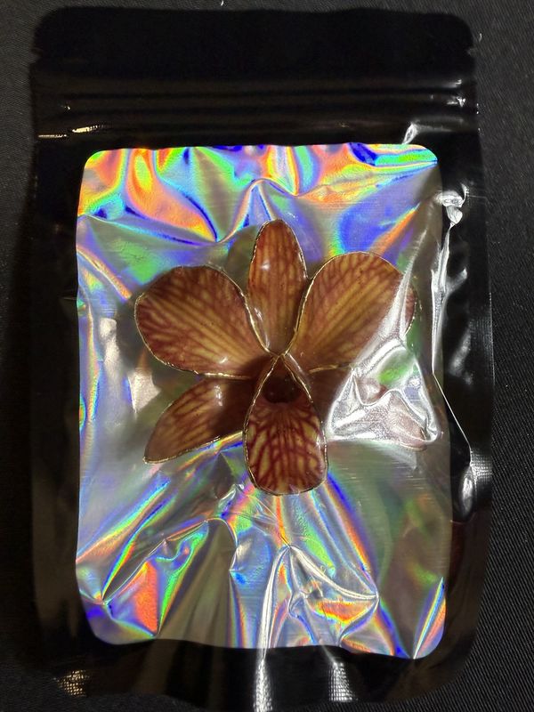 Real Orchid dipped in resin with Gold tone backing Pin