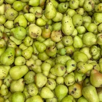 NON 2 Caramelised Pear and Kombu