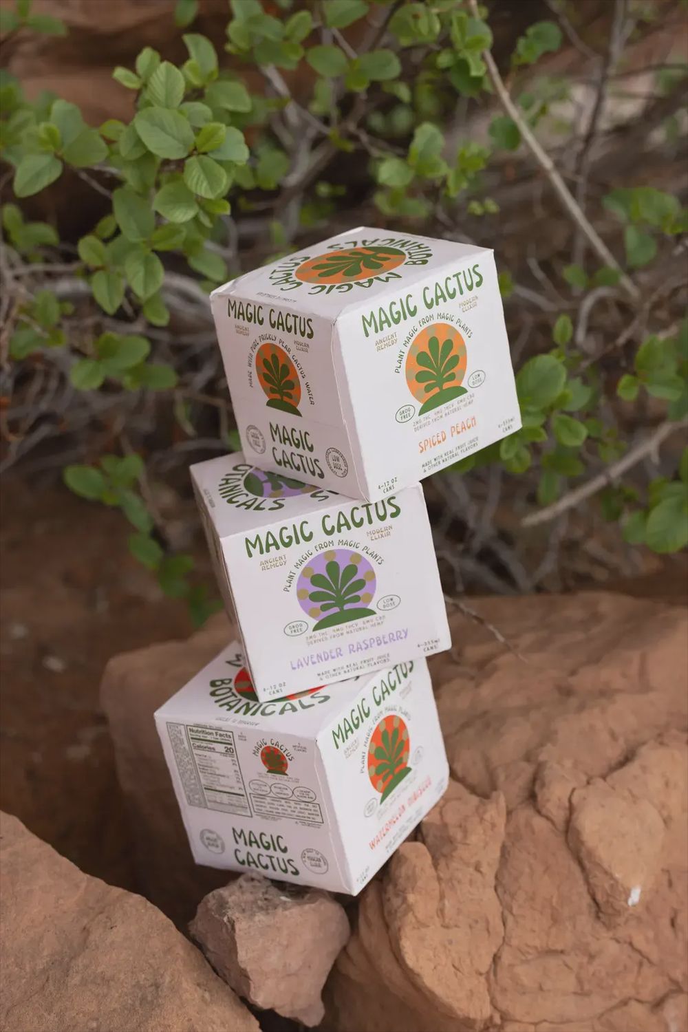 Magic Cactus: Wild Black Cherry, 4 pack: 4pk