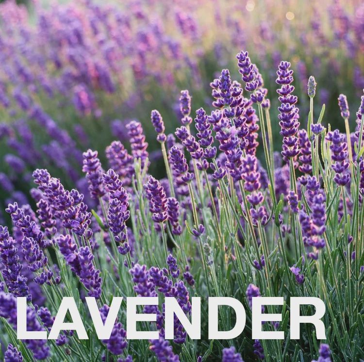 Eat Gold: Menopausal Goddess