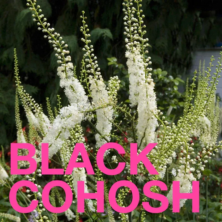 Eat Gold: Menopausal Goddess