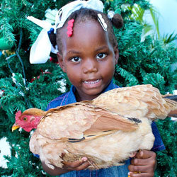 Dos pollos Navideños para una familia en Haití