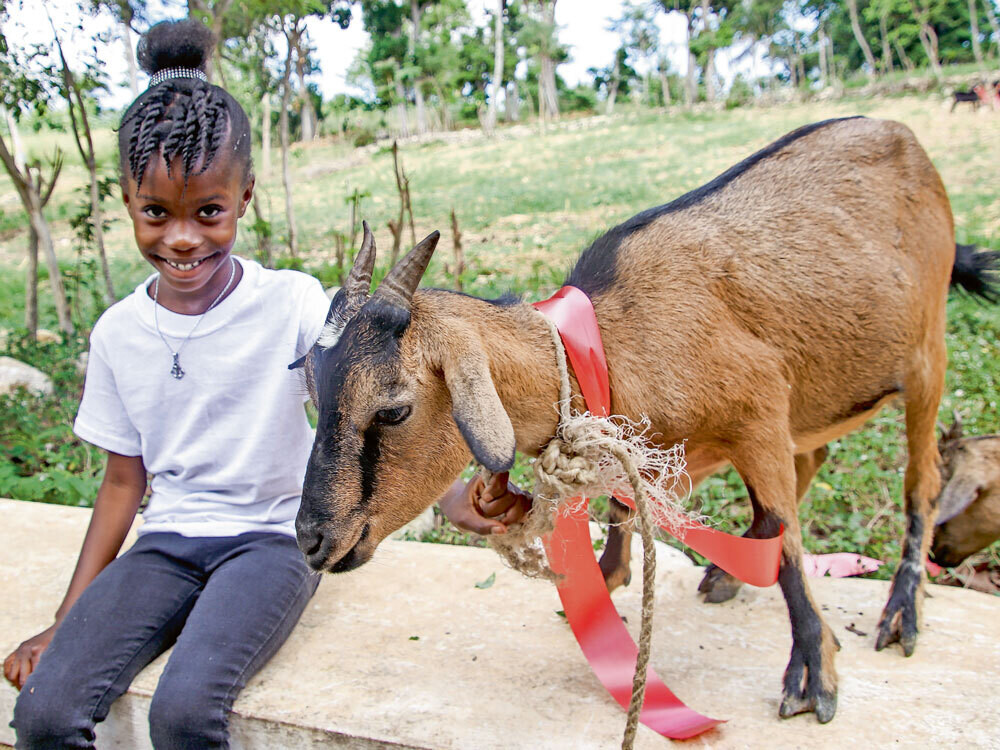 1 Christmas Goat (Haiti) #1 Pick