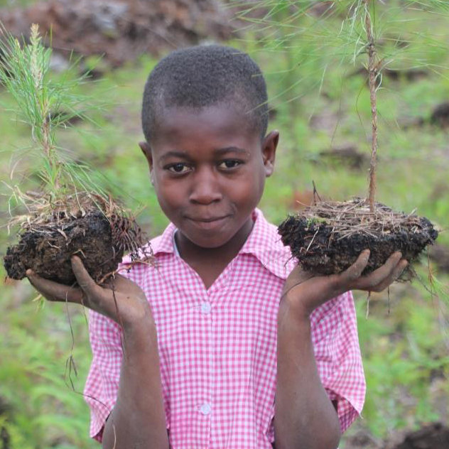 Árboles en Haití: 40 excelentes plantas de semillero por 10 dólares