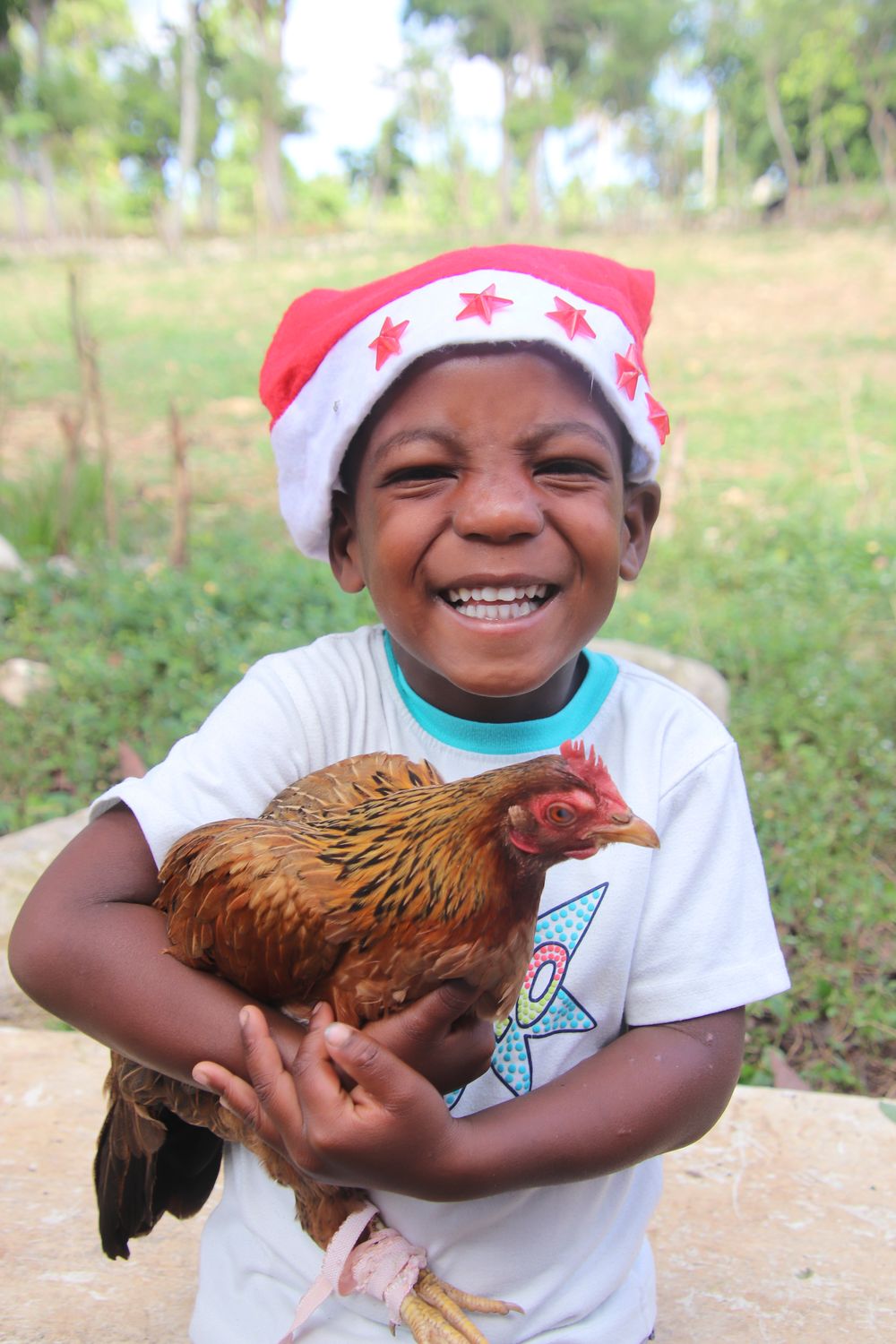 Gallinas para Navidad. Gallinas para Navidad.