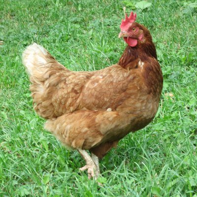 Una gallina para una familia en Rumania