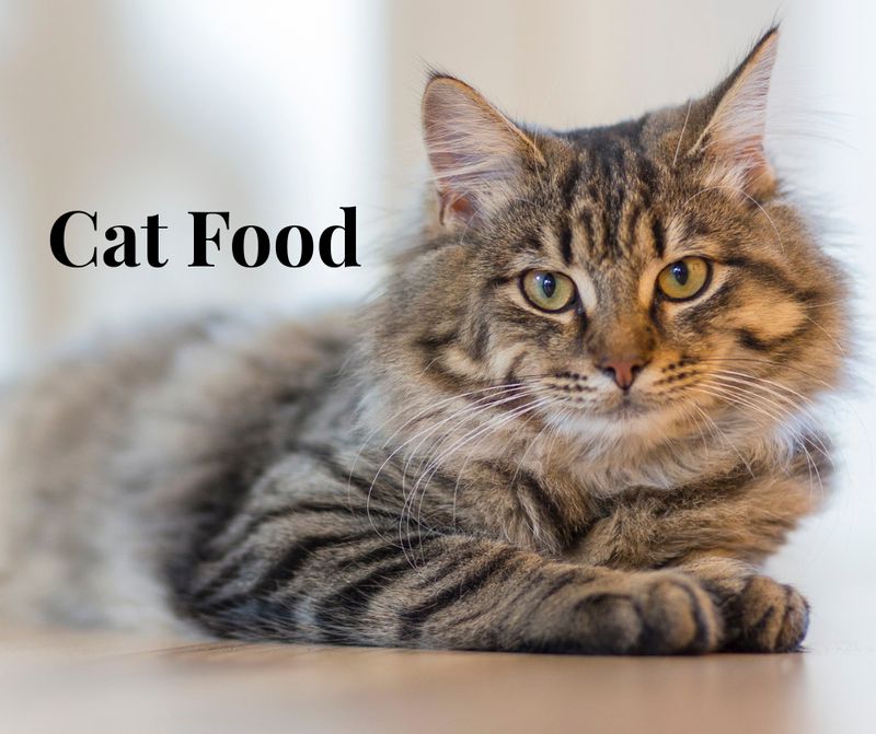Cat Food