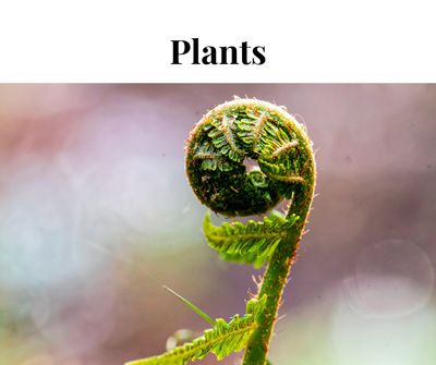 Plants
