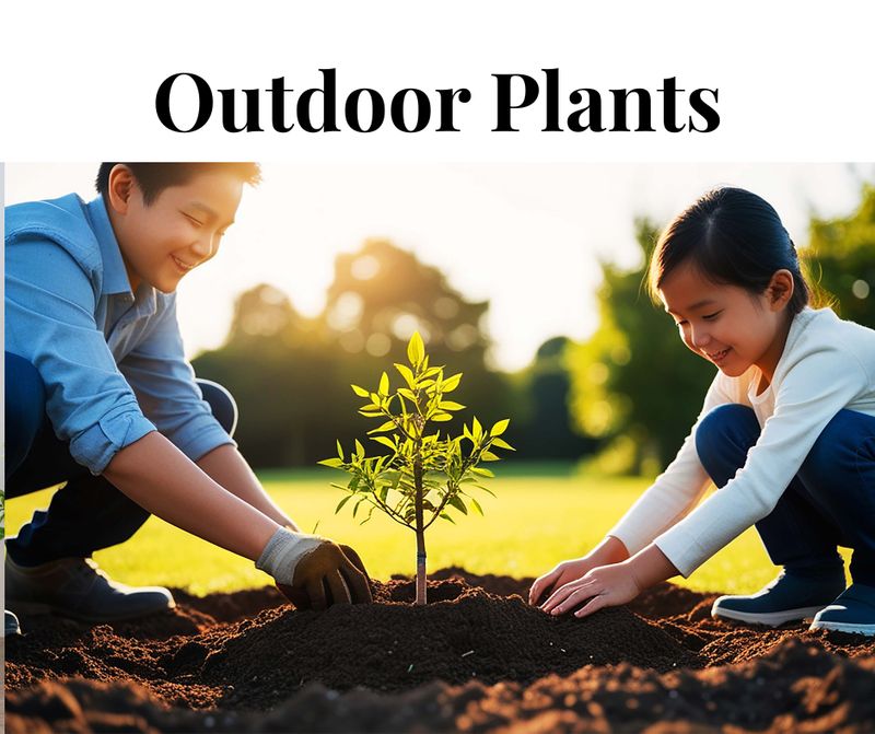 Outdoor Plants