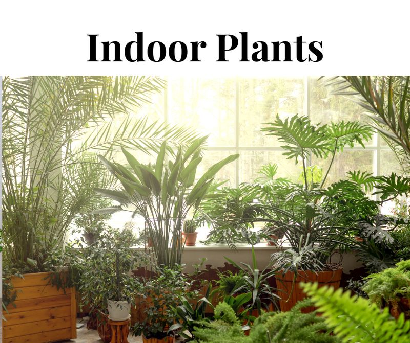 Indoor Plants