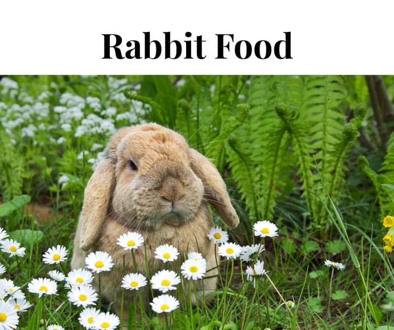 Rabiit Food &amp; Treats