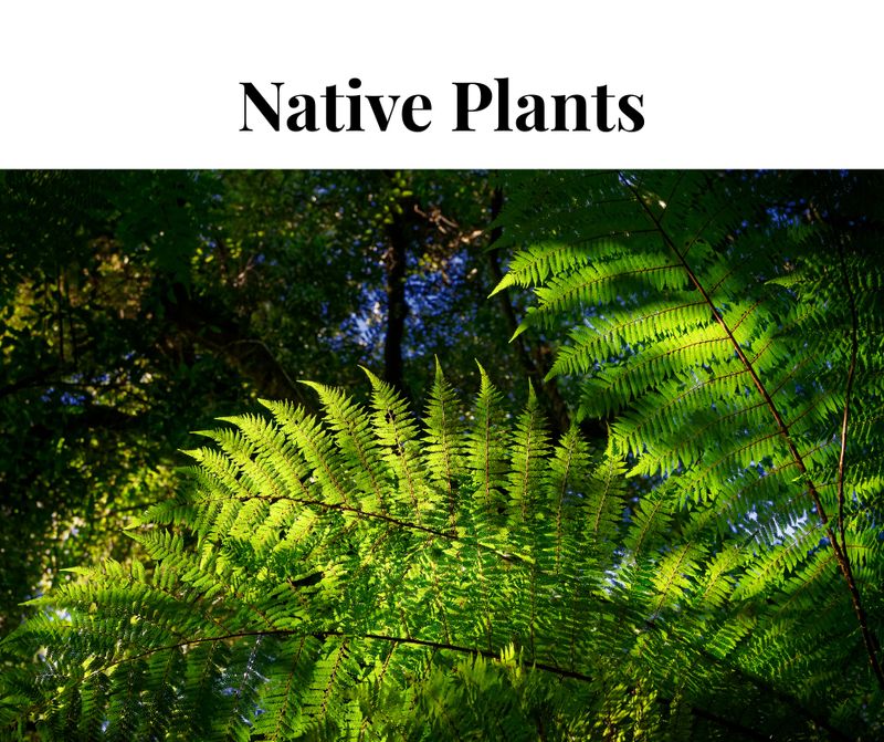 Pacific Northwest Native Plants