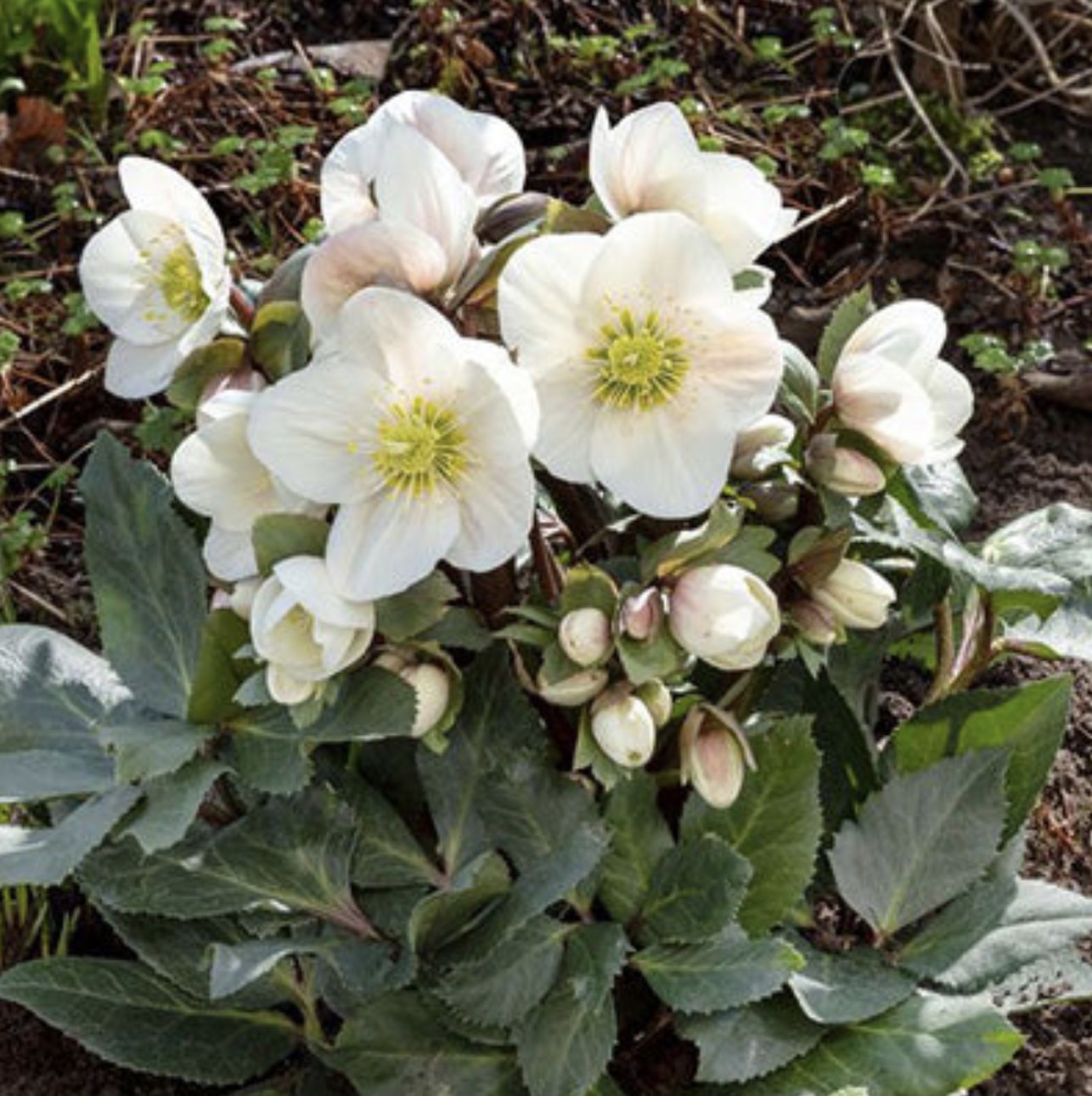 Helleborus HGC