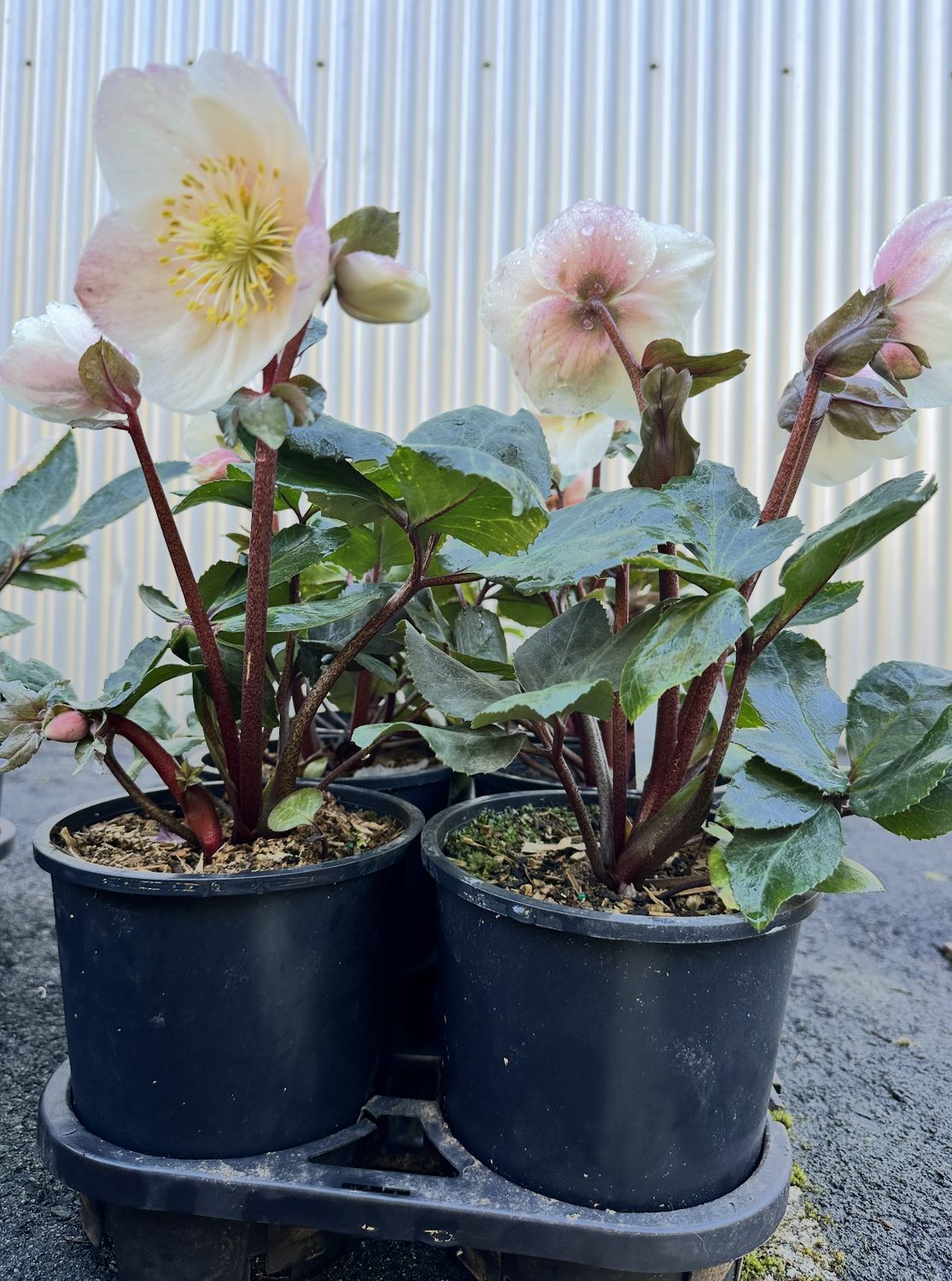 Helleborus HGC