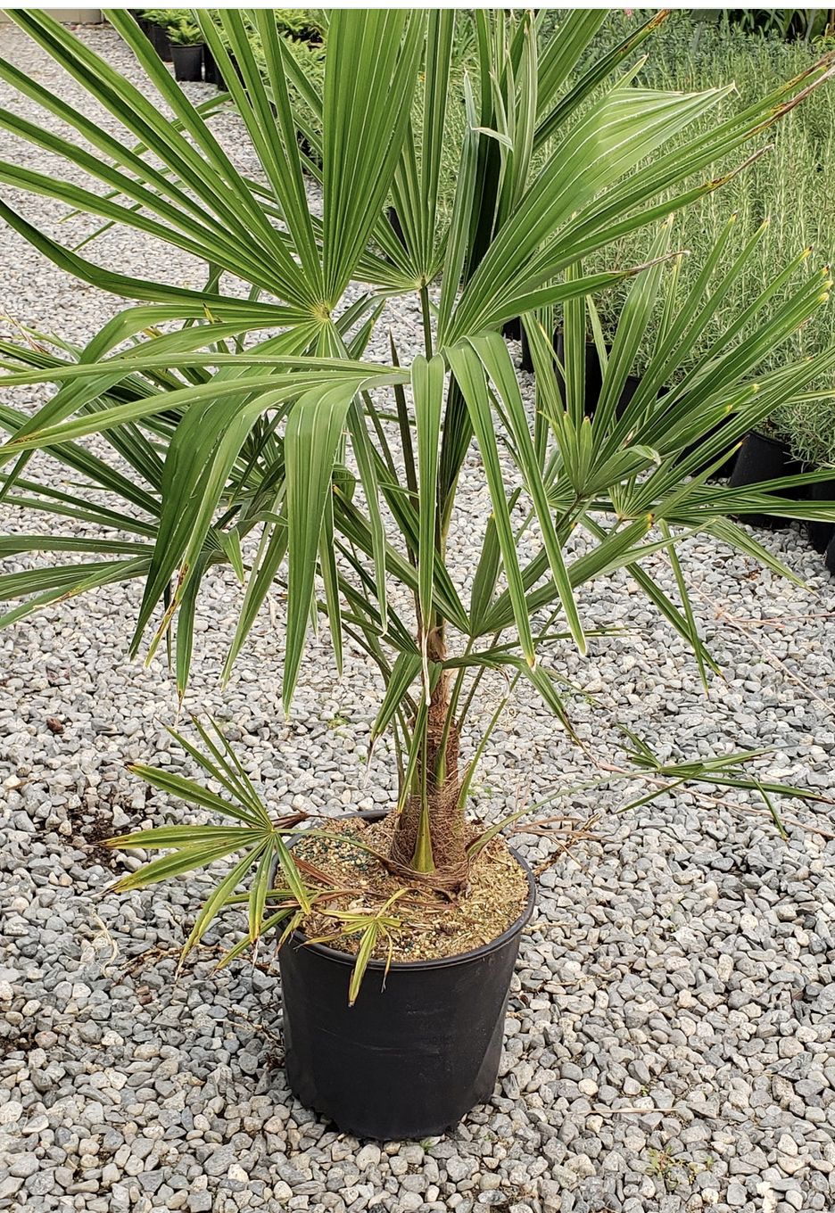 WIndmill Palm (Trachycarpus fortunei)