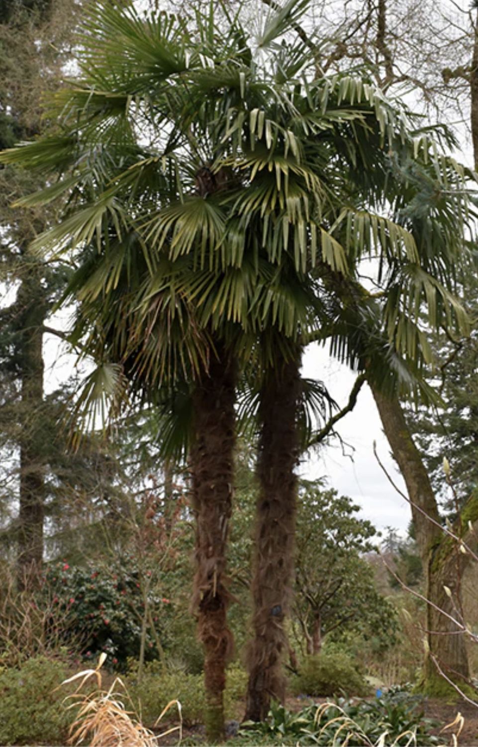 WIndmill Palm (Trachycarpus fortunei)