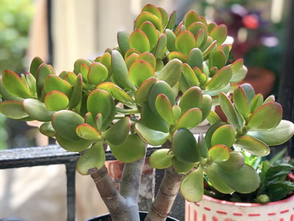 Jade Plant (Crassula ovata)