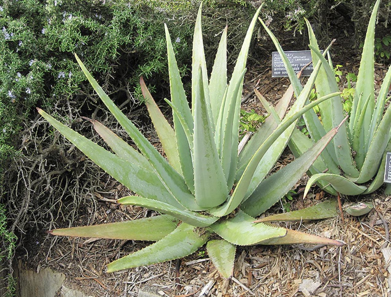 Aloe Vera