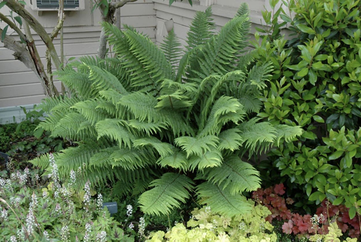 Sword Fern (Polystichum munitum)