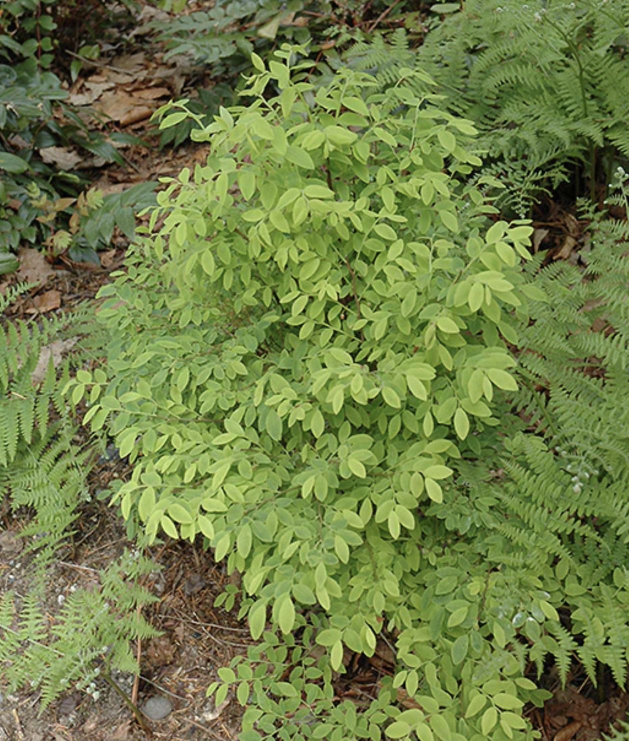 Red Huckleberry (Vaccinium parvifolium)