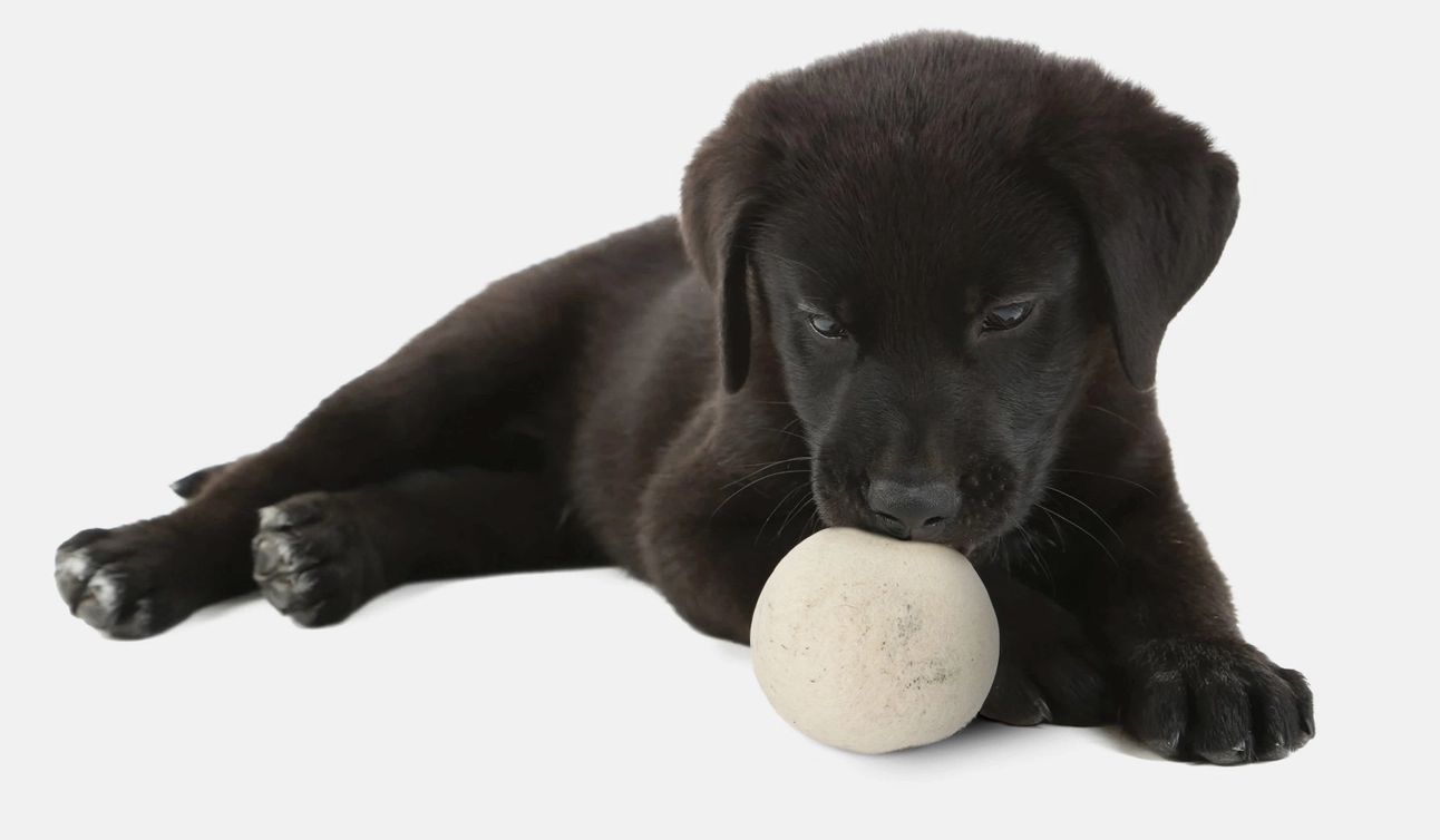 "Woolf" Wool Ball For Dogs | Set of 2 | Natural Fetch Toy
