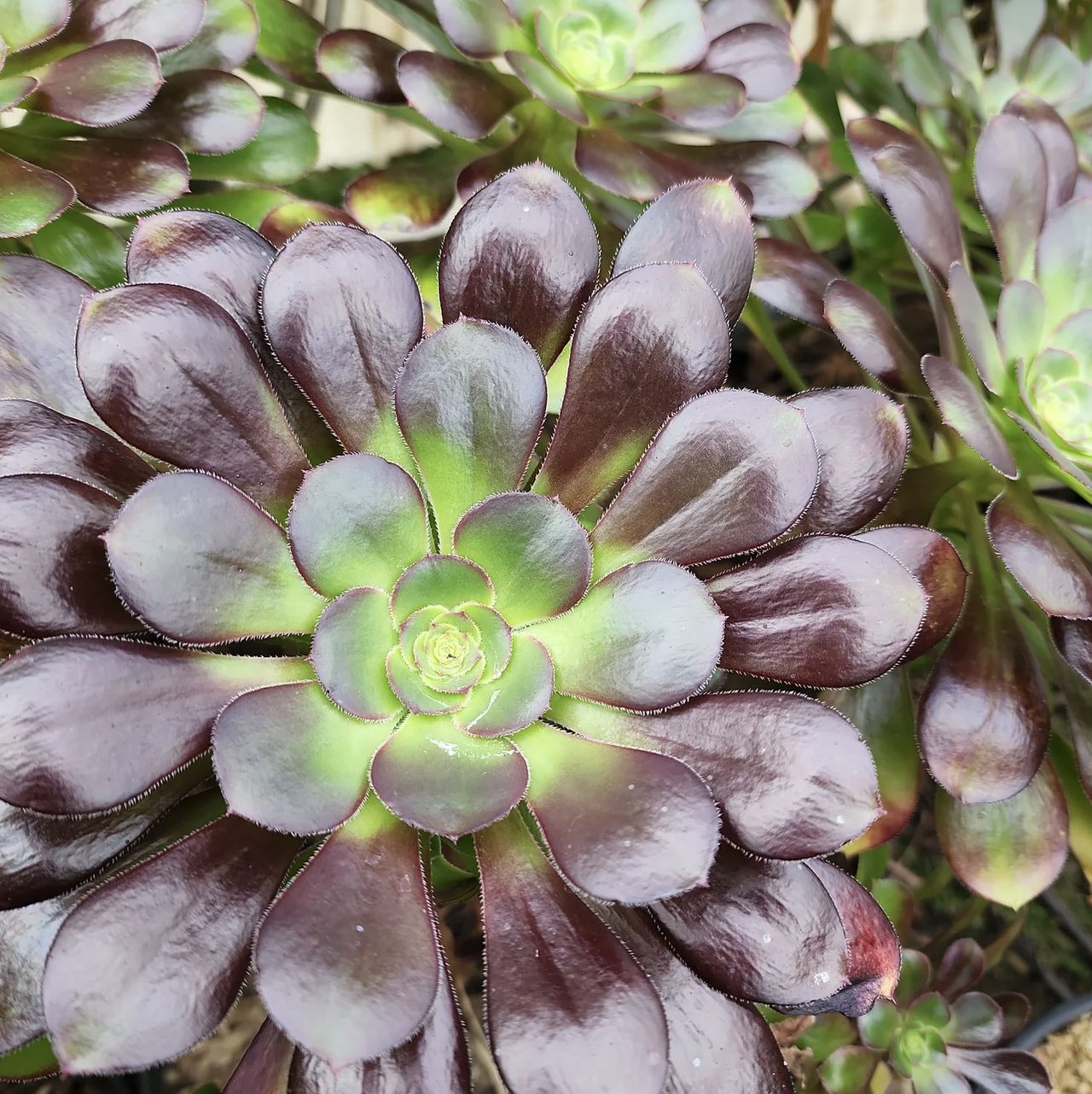 Black Rose (Aeonium 'Zwartkop')