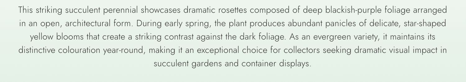 Black Rose (Aeonium 'Zwartkop')