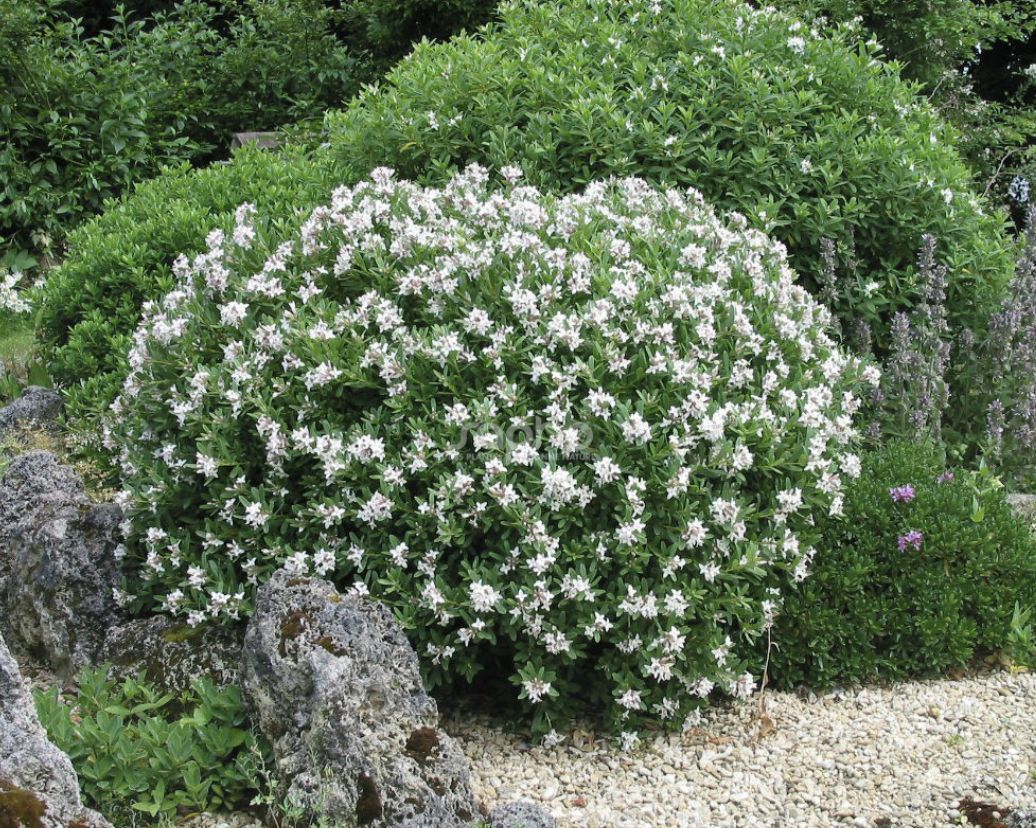 Eternal Fragrance Daphne NOT INVASIVE