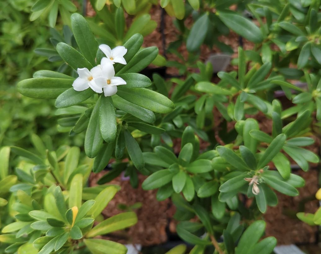Daphne x transatlantica 'BLAFRA' (Eternal Fragrance Daphne) NOT INVASIVE